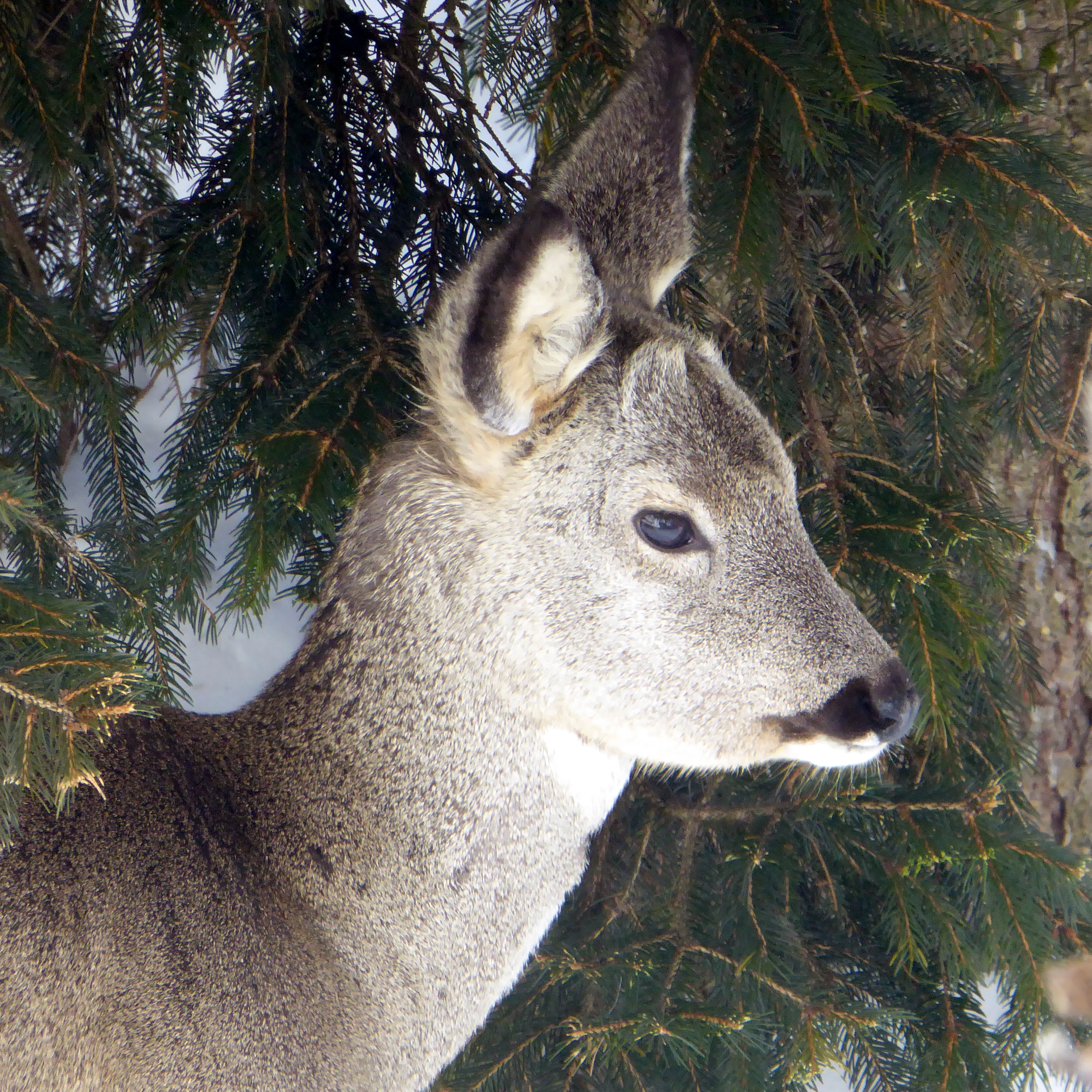 Deer – Museum of Animal Stuff