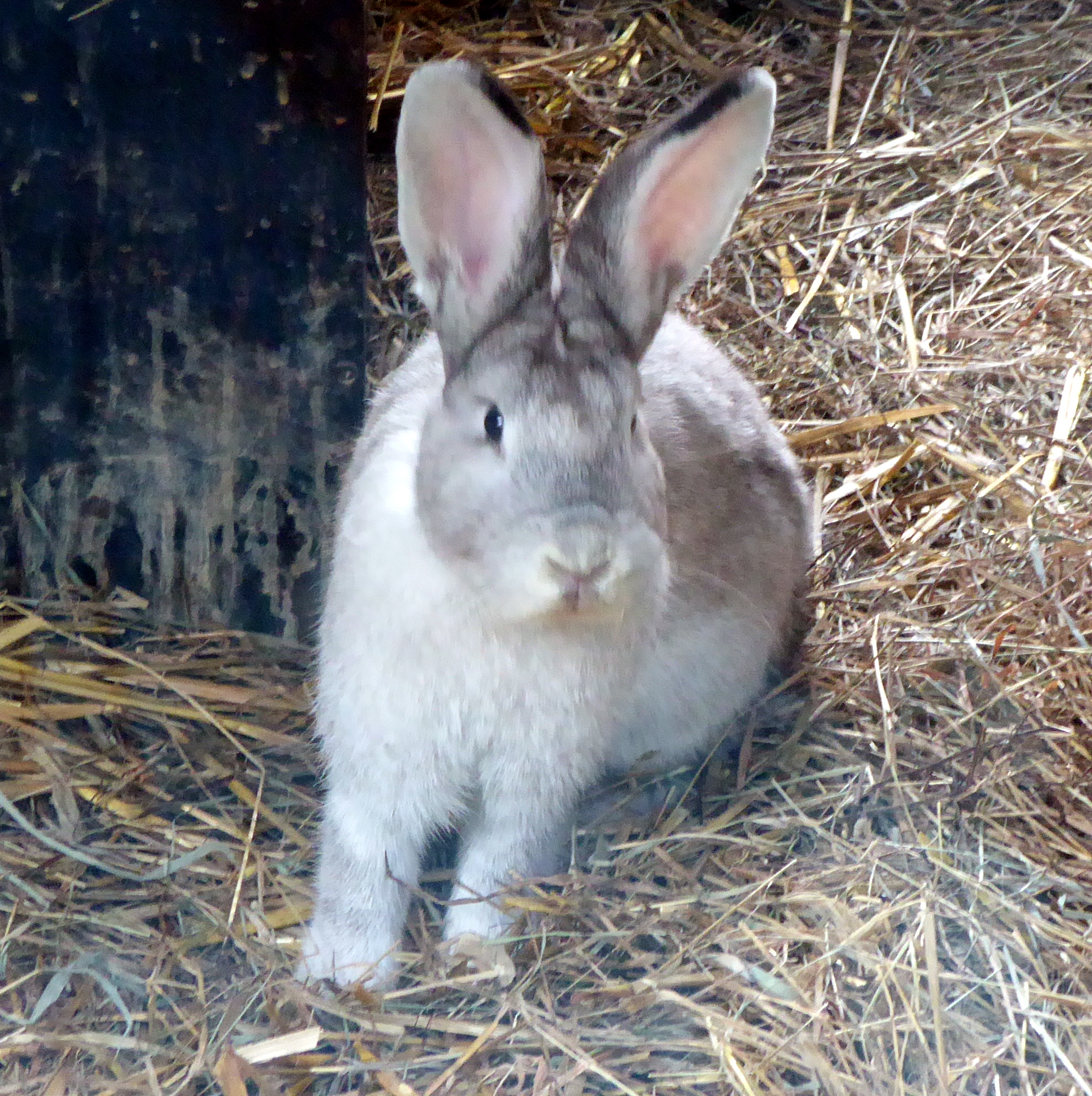 Rabbit – Museum of Animal Stuff